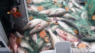 Tilghman Island Man Sentenced in Fish Poaching Case