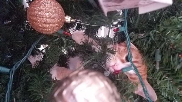 catinthetree