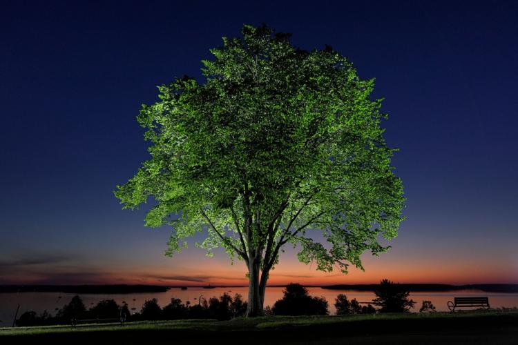Bringing Back The Elm