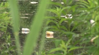 Bottles Floating in River