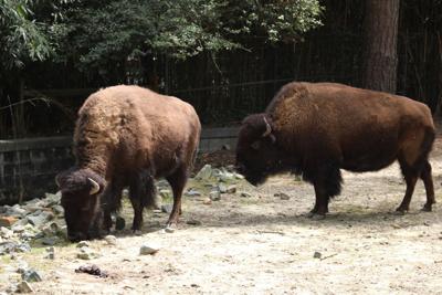 Salisbury Zoo Bison
