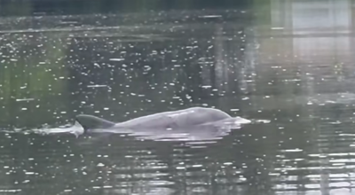 Milton Dolphin
