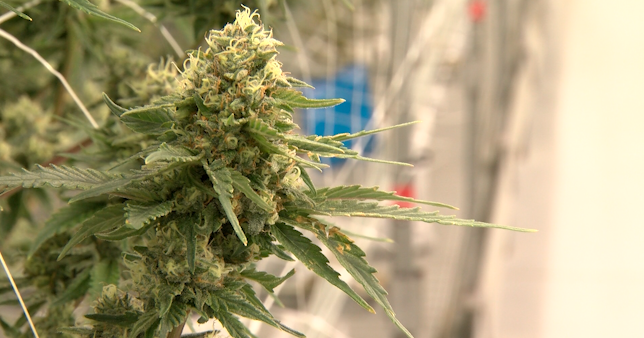 Delaware recreational marijuana sales top $53 million in first year as cannabis market continues to grow