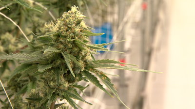 Recreational marijuana growing at cultivation site.