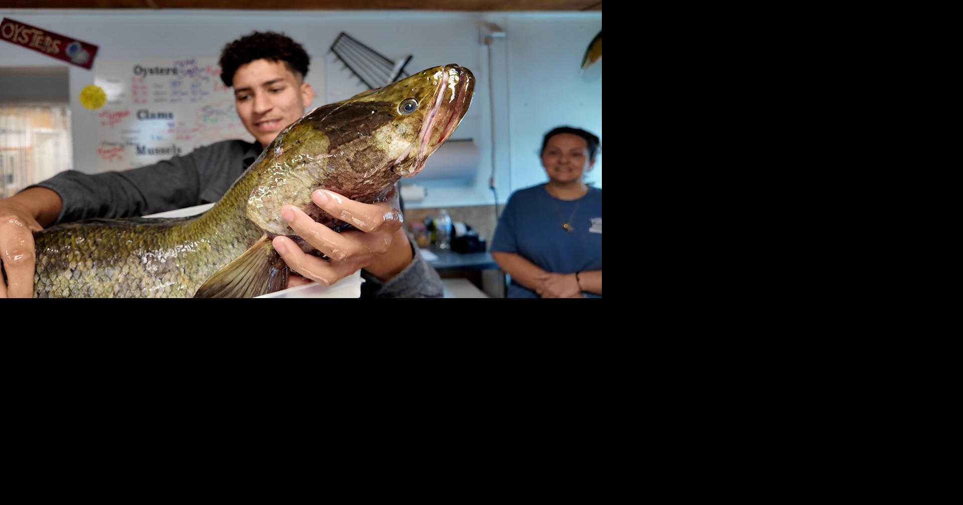 New Name for Invasive Fish Takes Effect in Maryland | Latest News ...