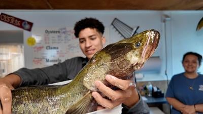 Chesapeake Channa