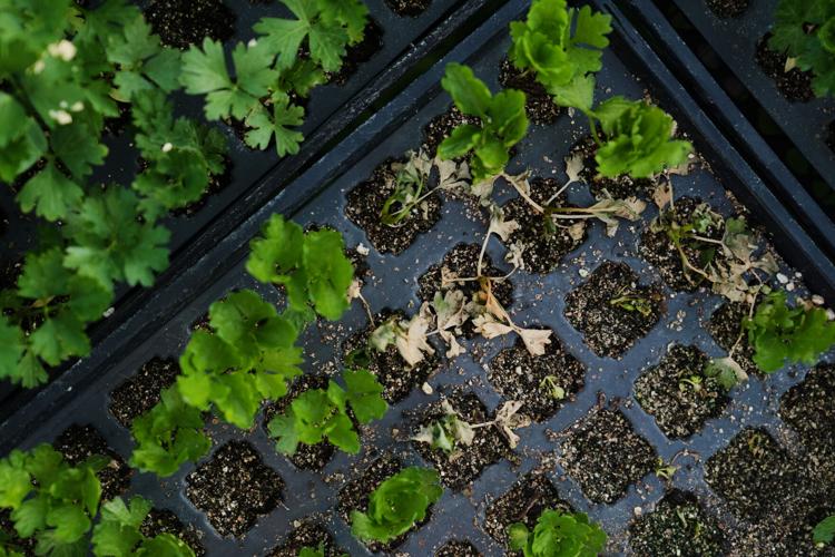 Climate Heat Specialty Crop Farms