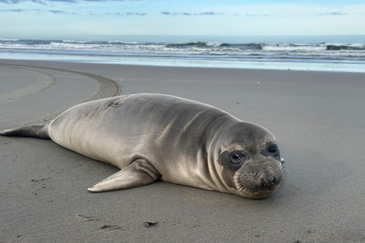 Baby Seal Stabbing