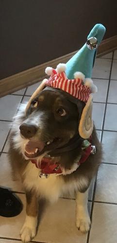 Elf dog Courtney Kaczka Woodside De