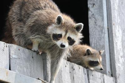 Raccoon Removal in Reston, VA: Top Contractors, Cost & Reviews