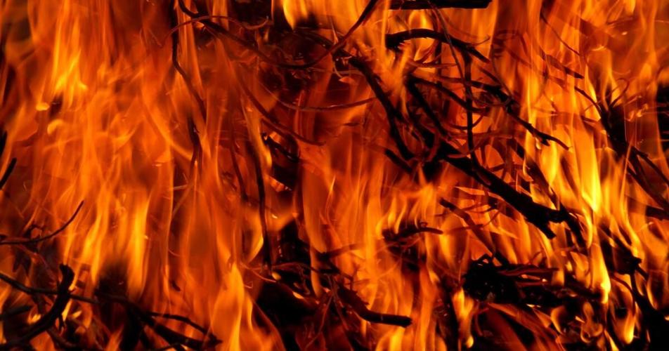 Burning of the Vines