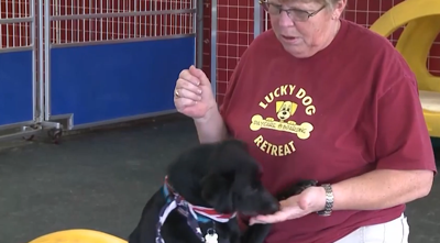 dog_allergic_7_17_15