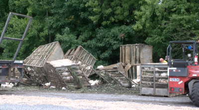 Numerous chickens in cages on the side of the road in Bishopville following a crash.