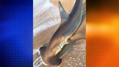 Dead Hammerhead Shark Found off Fenwick Shoreline