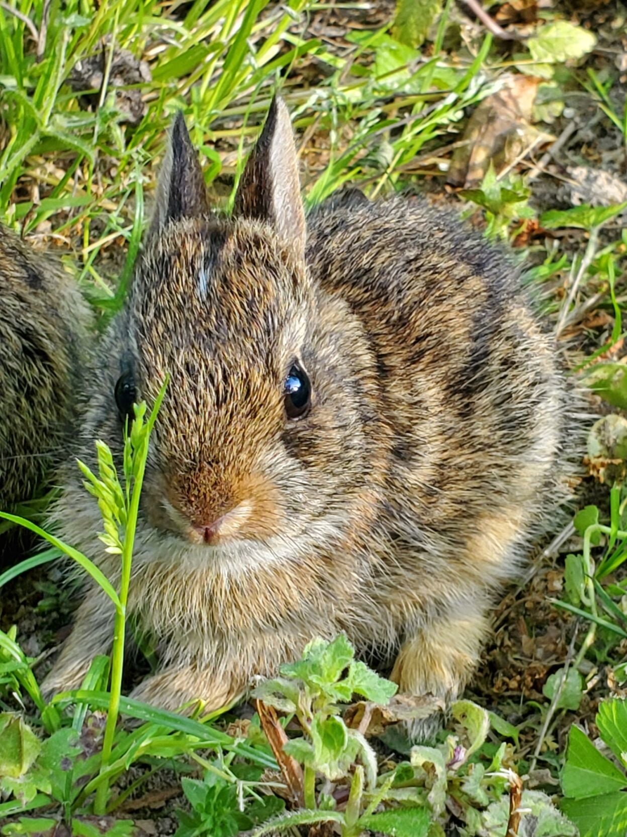 Baby Bunnies