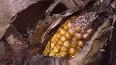 Farmers Say Soybean, Corn Harvests Looking Good