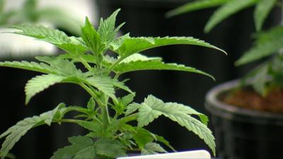 Talbot County To Discuss Cannabis Moratorium