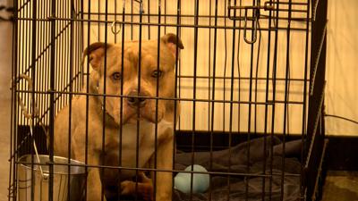 SPCA