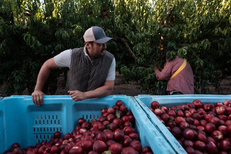 Nectarine Battle California