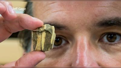Horse Tooth Found in Haiti Believed To Be Linked With Assateague Ponies