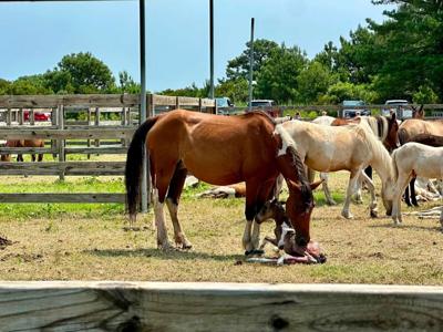 Chincoteague Foal #88 is born just days ahead of the 101st Chincoteague Pony Swim