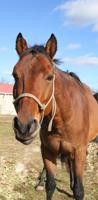 THOMAS-THE-HORSE