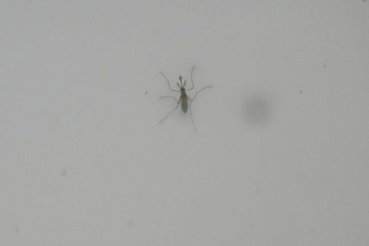 Italy West Nile Virus