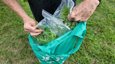 Cyclospora SBY Farmers Market