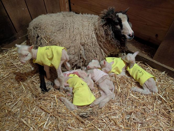 US Sheep Sextuplets Vermont