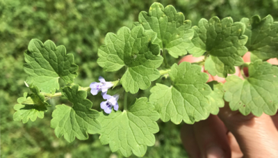 Ground ivy invasive plant weed species