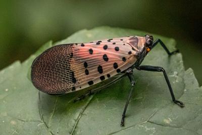 Paid Segment by Delaware Department of Agriculture – The Return of the Spotted Lanternfly