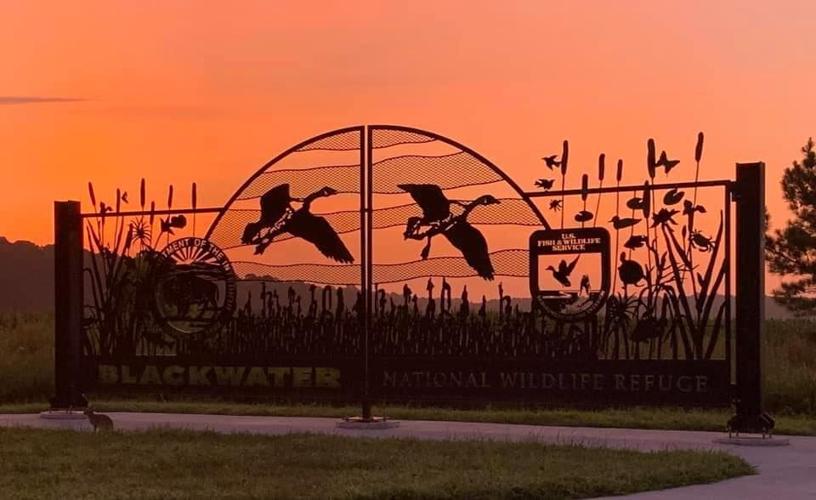 BLACKWATER NATIONAL REFUGE