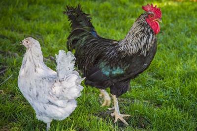 Chickens