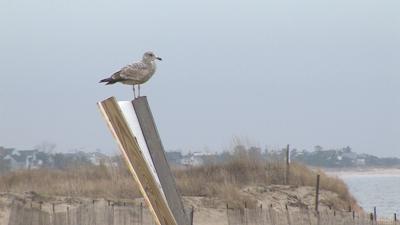 Coastal Communities React to Obama Decision Not to Drill Offshore