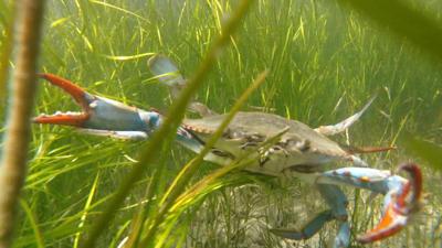 Crab in Grass