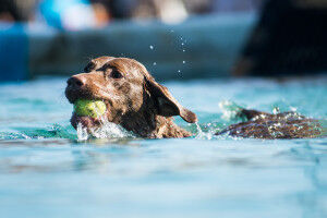 WaterfowlFestival_DockDog