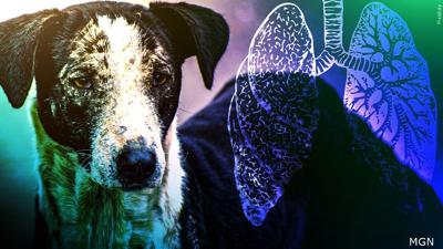 Canine Respiratory Illness