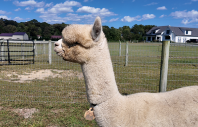 White alpaca standing in a fenced in area