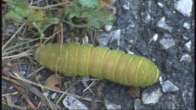 Travels With Charlie: Caterpillar
