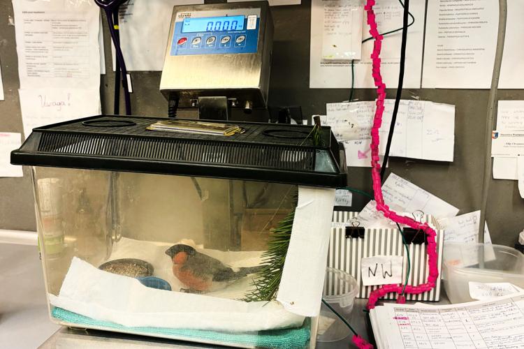 Poland Bird Hospital