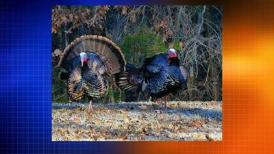 Maryland Winter Turkey Season Opens
