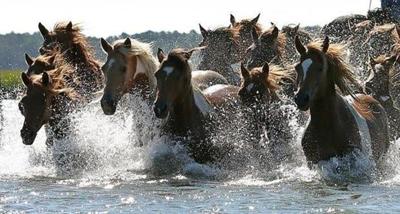 Pony Swim