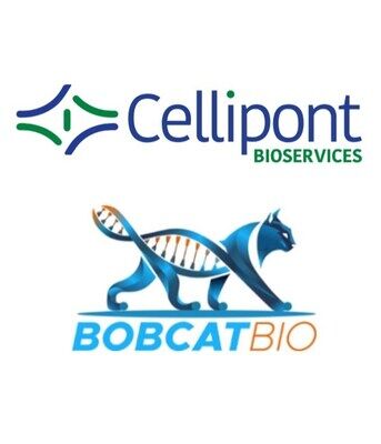 Cellipont Bioservices and BobcatBio Announce Strategic Collaboration to Advance Macrophage Cell Therapy for Solid Tumors
