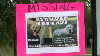 Missing Dog Signs Taken Down, Dog Still Missing