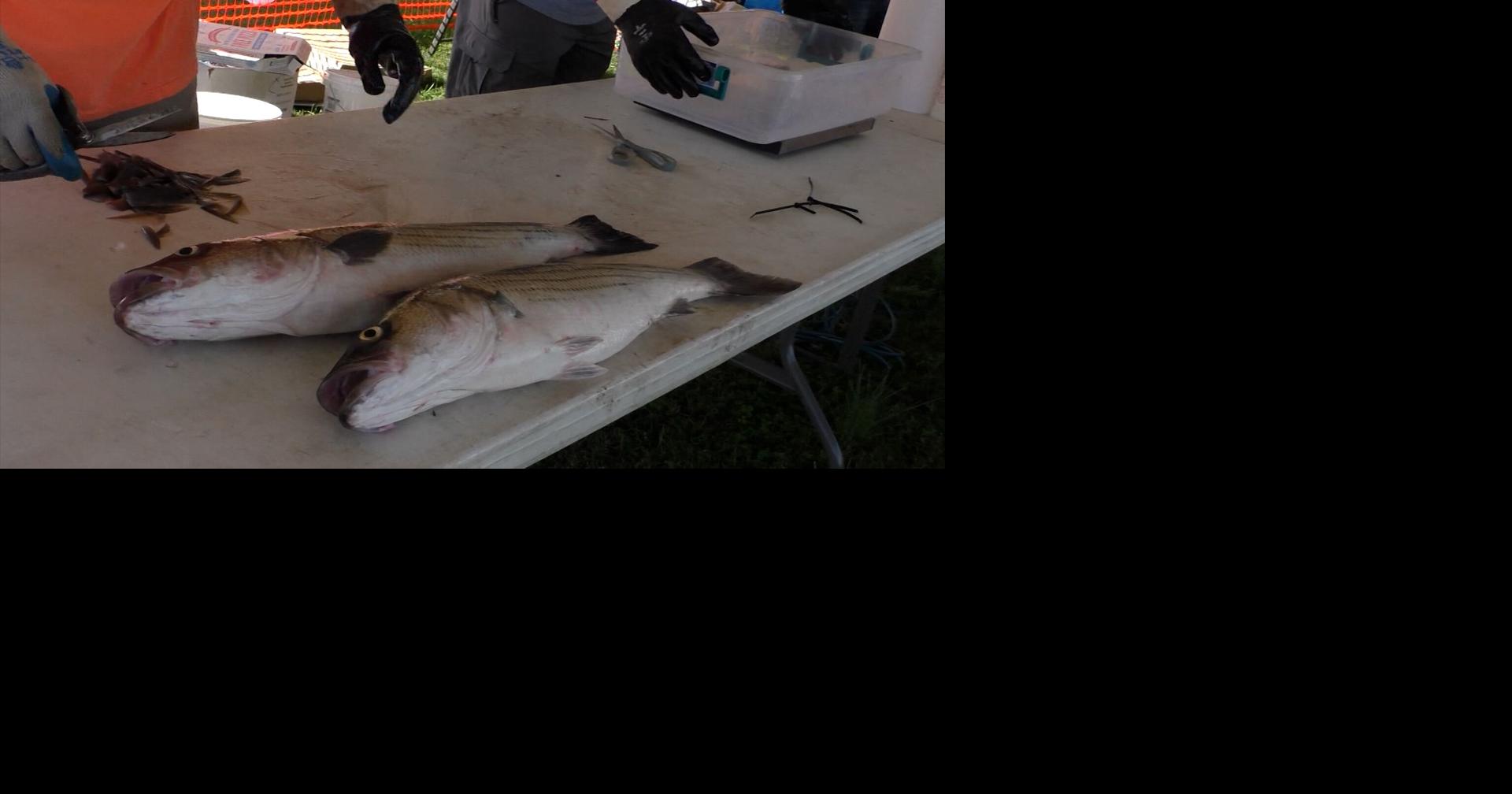 Rockfish Population Rises 12.5 But Is Still Below Average Latest