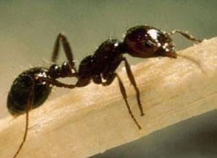 Red Imported Fire Ants Detected in Tropical Nursery Stock in Sussex County