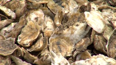 Oyster Recovery Partnership Awarded $471,000 From NFWF And EPA