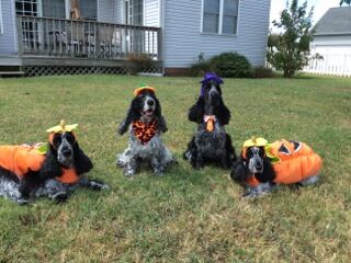English Cocker Spaniels – Nemo, Lyric, Gunny, Poppy