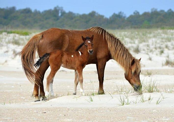 assateagueislandalliance