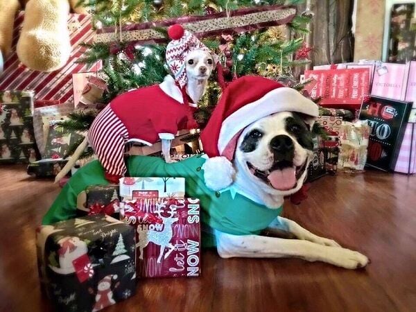 Michael and Virginia Marcellus xmas dogs